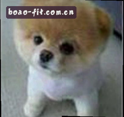 孙洋